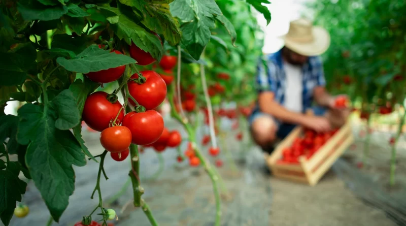 hodowla pomidorów